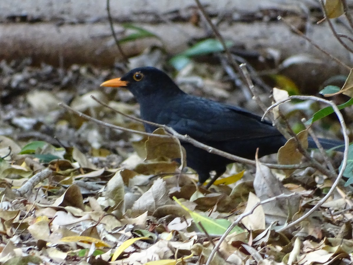 Eurasian Blackbird - ML71789801
