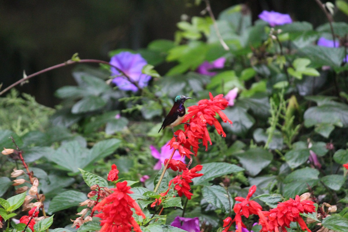 Crimson-backed Sunbird - ML71790181