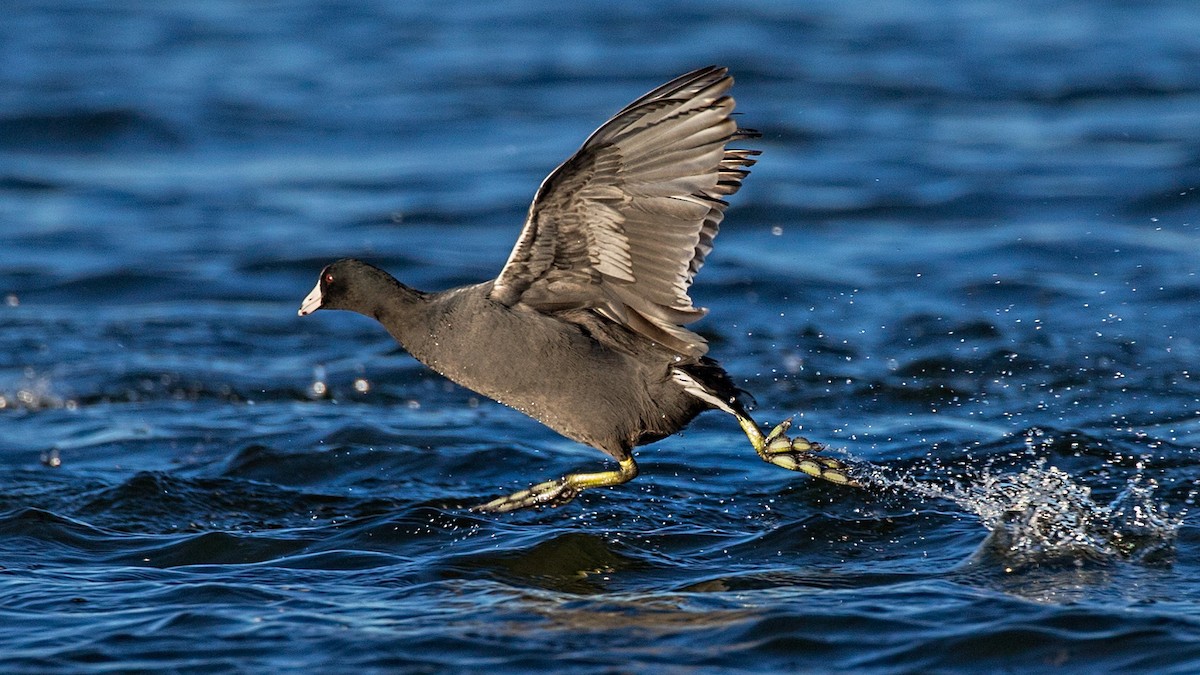 American Coot - ML71790501