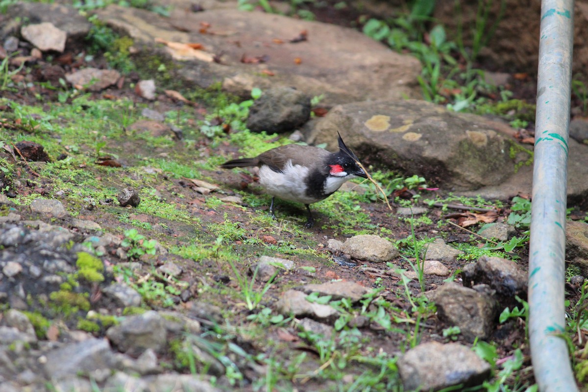 Red-whiskered Bulbul - ML71790521