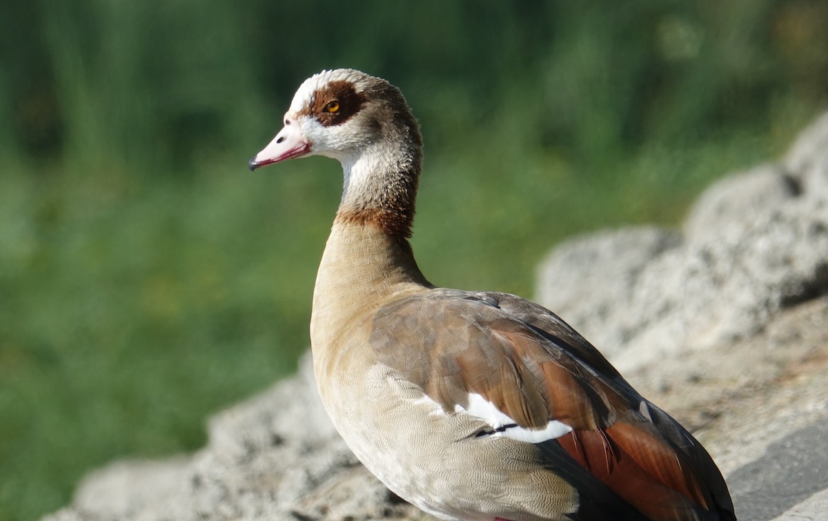 Egyptian Goose - ML71790541