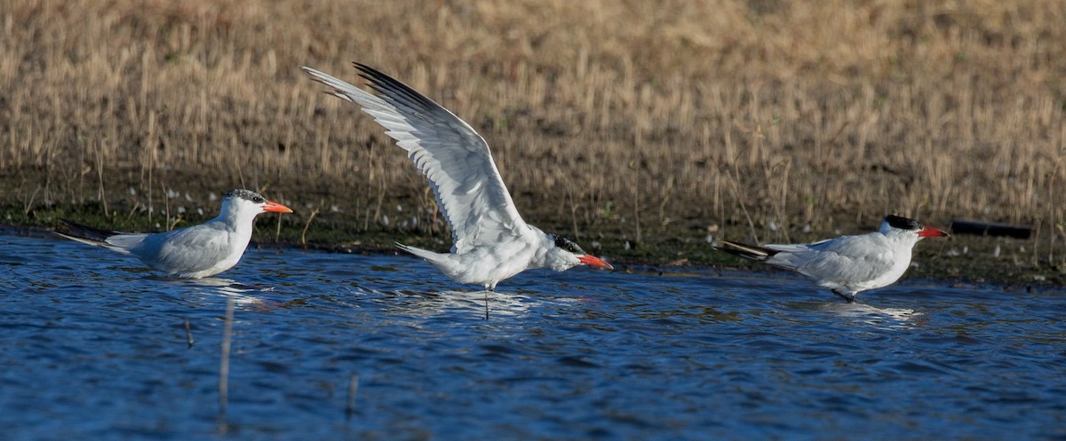 Caspian Tern - ML71790571