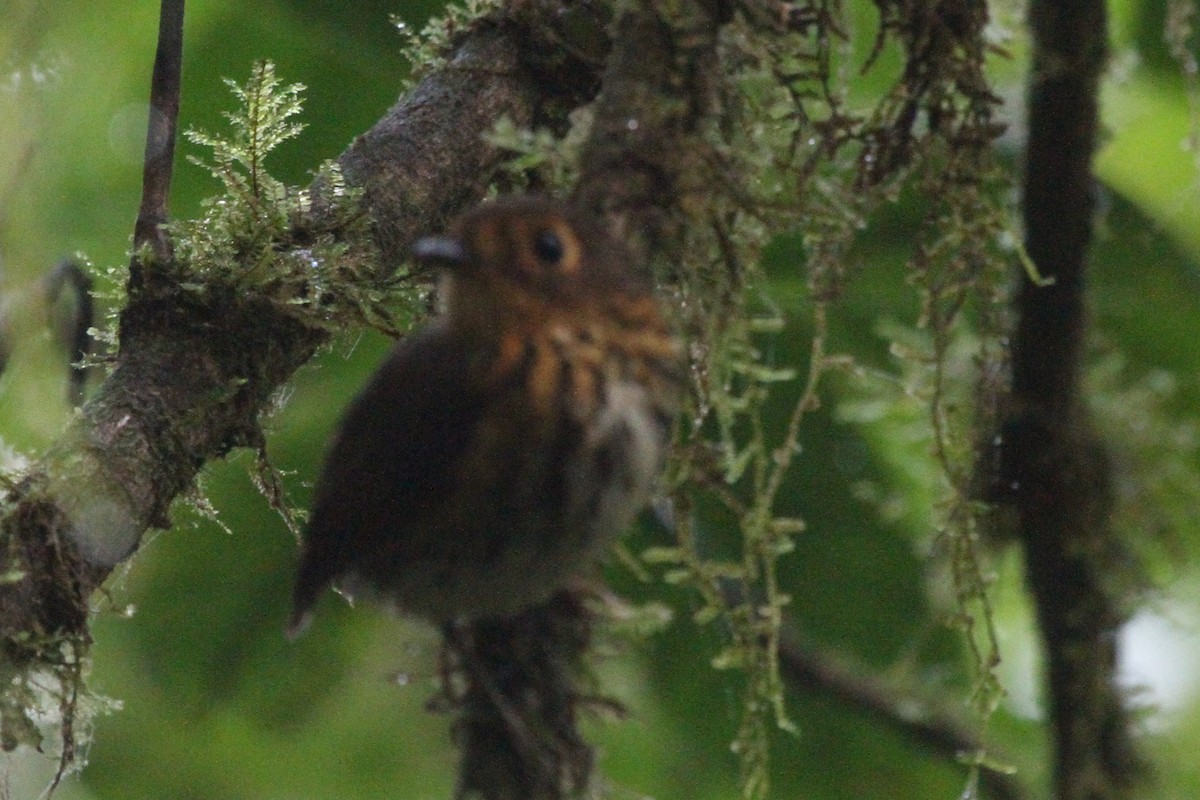 Ochre-breasted Antpitta - ML71790591