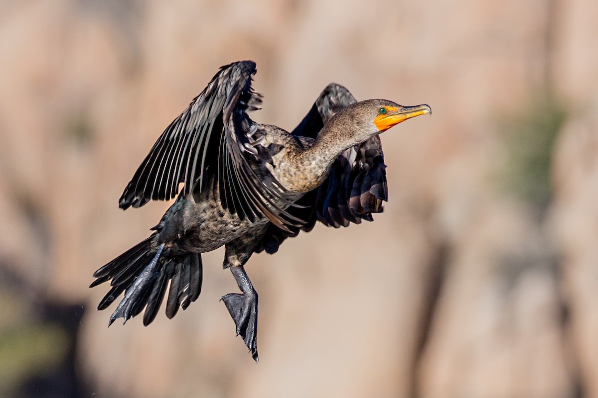 Double-crested Cormorant - ML71790631