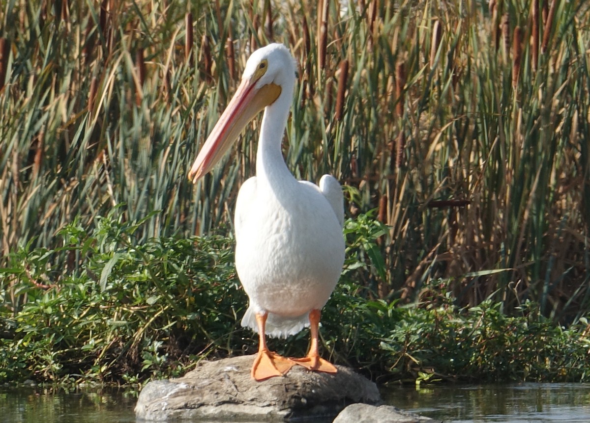 pelikán severoamerický - ML71790991