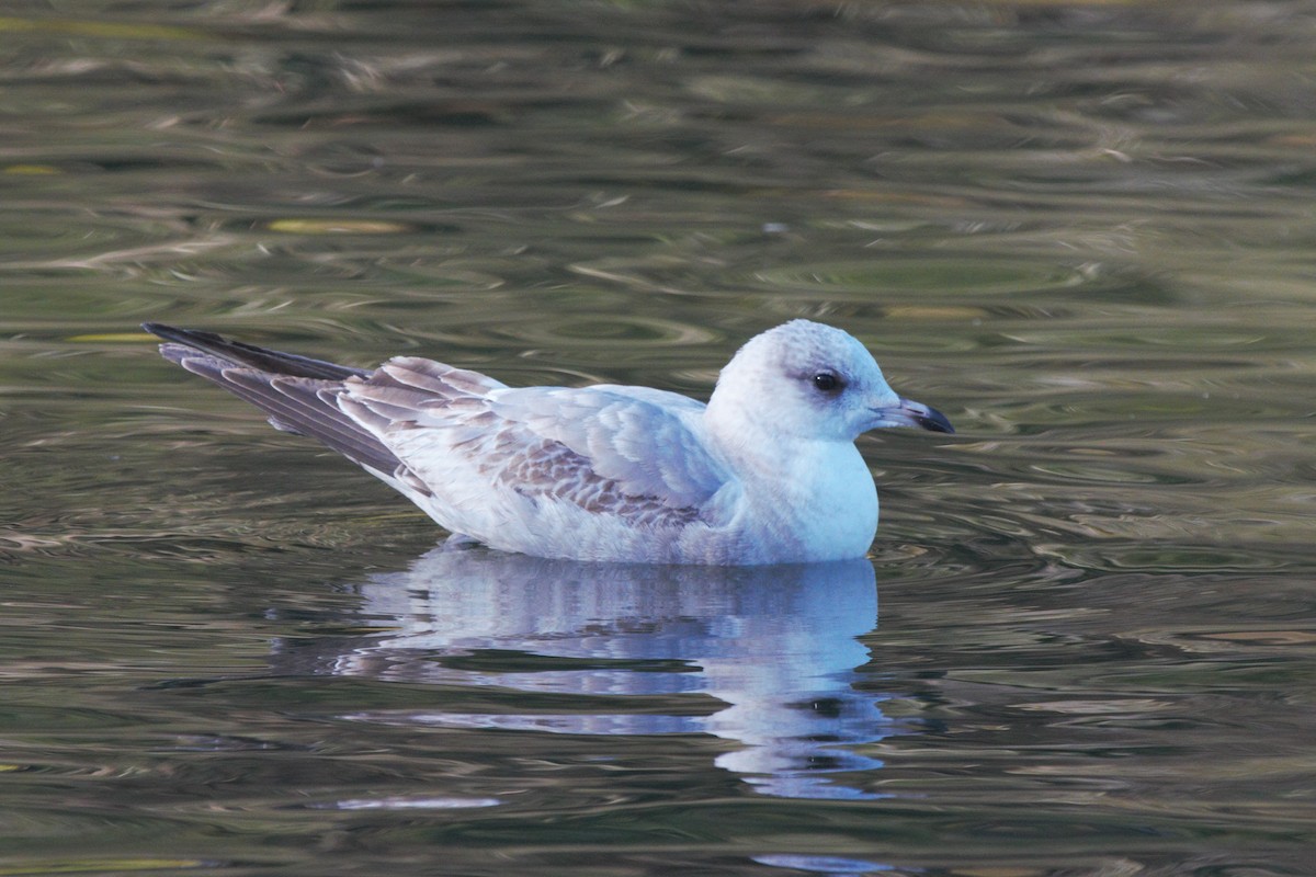 Short-billed Gull - ML71791011