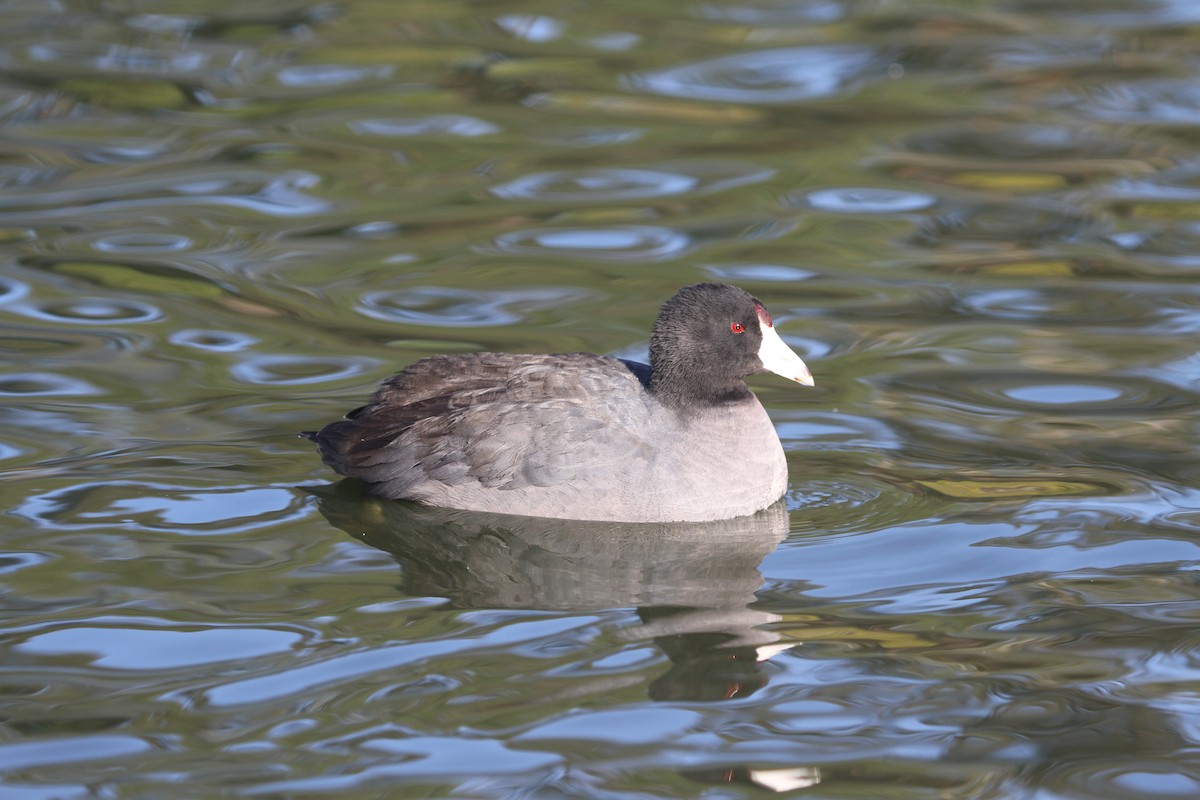 American Coot (Red-shielded) - ML71791051