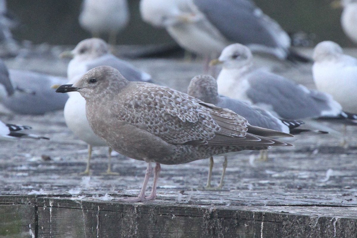 Iceland Gull (Thayer's) - ML71791061