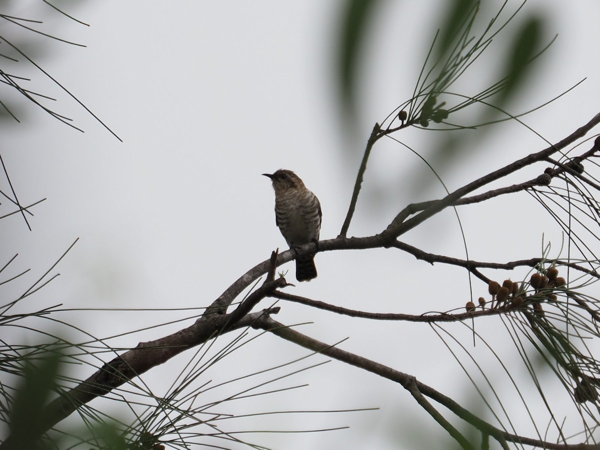 Horsfield's Bronze-Cuckoo - ML71792631