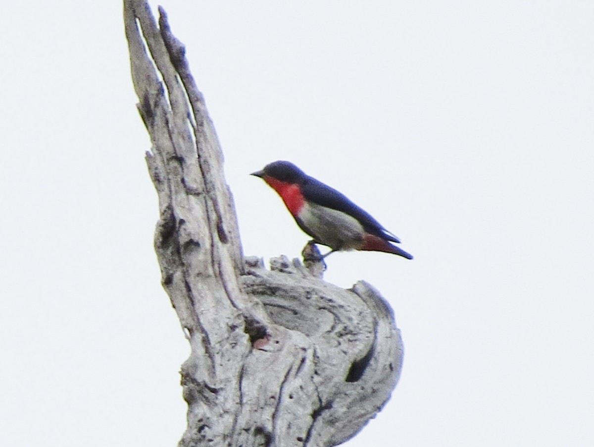 Mistletoebird - ML71792641