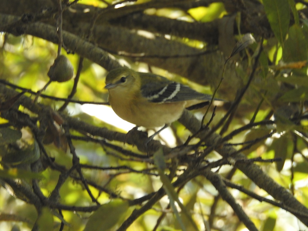 Bay-breasted Warbler - ML71792871