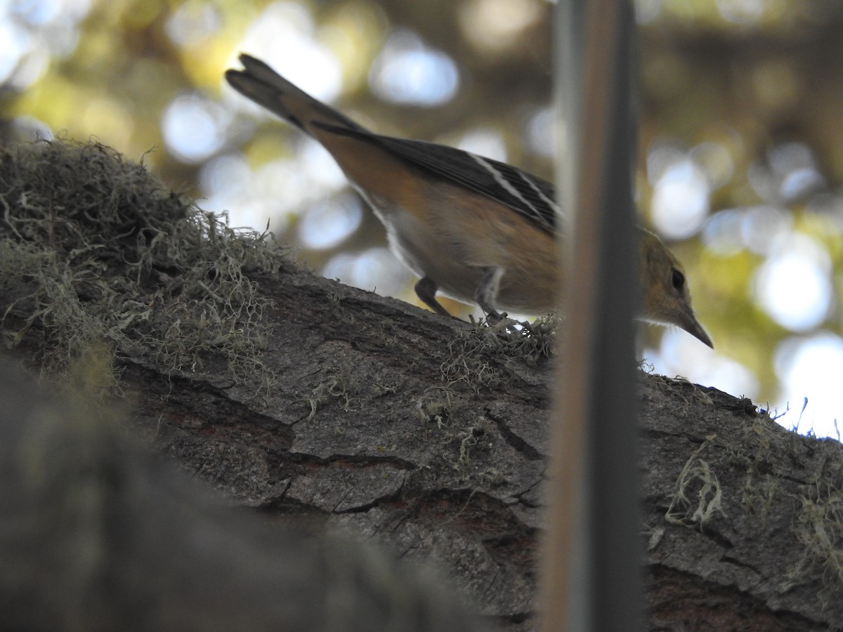 Bay-breasted Warbler - ML71792951