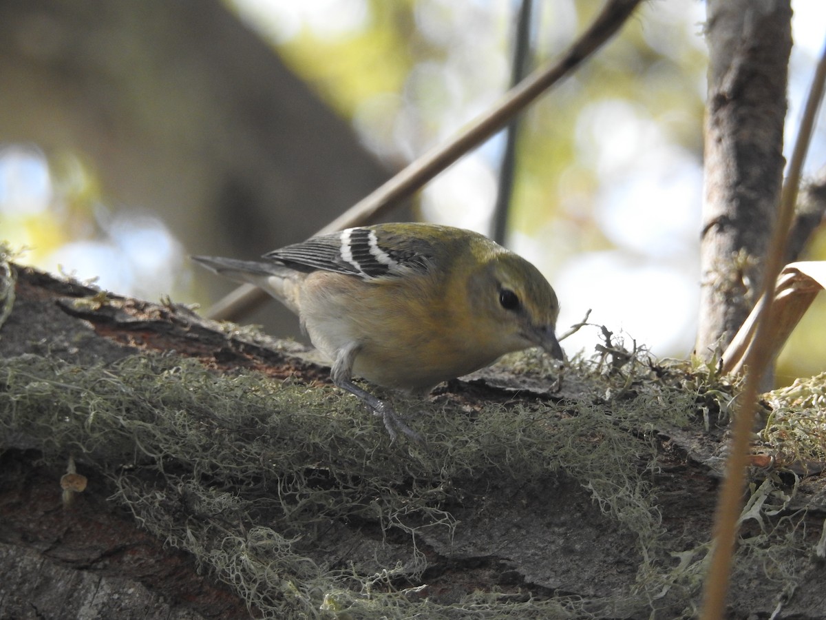 Bay-breasted Warbler - ML71792971