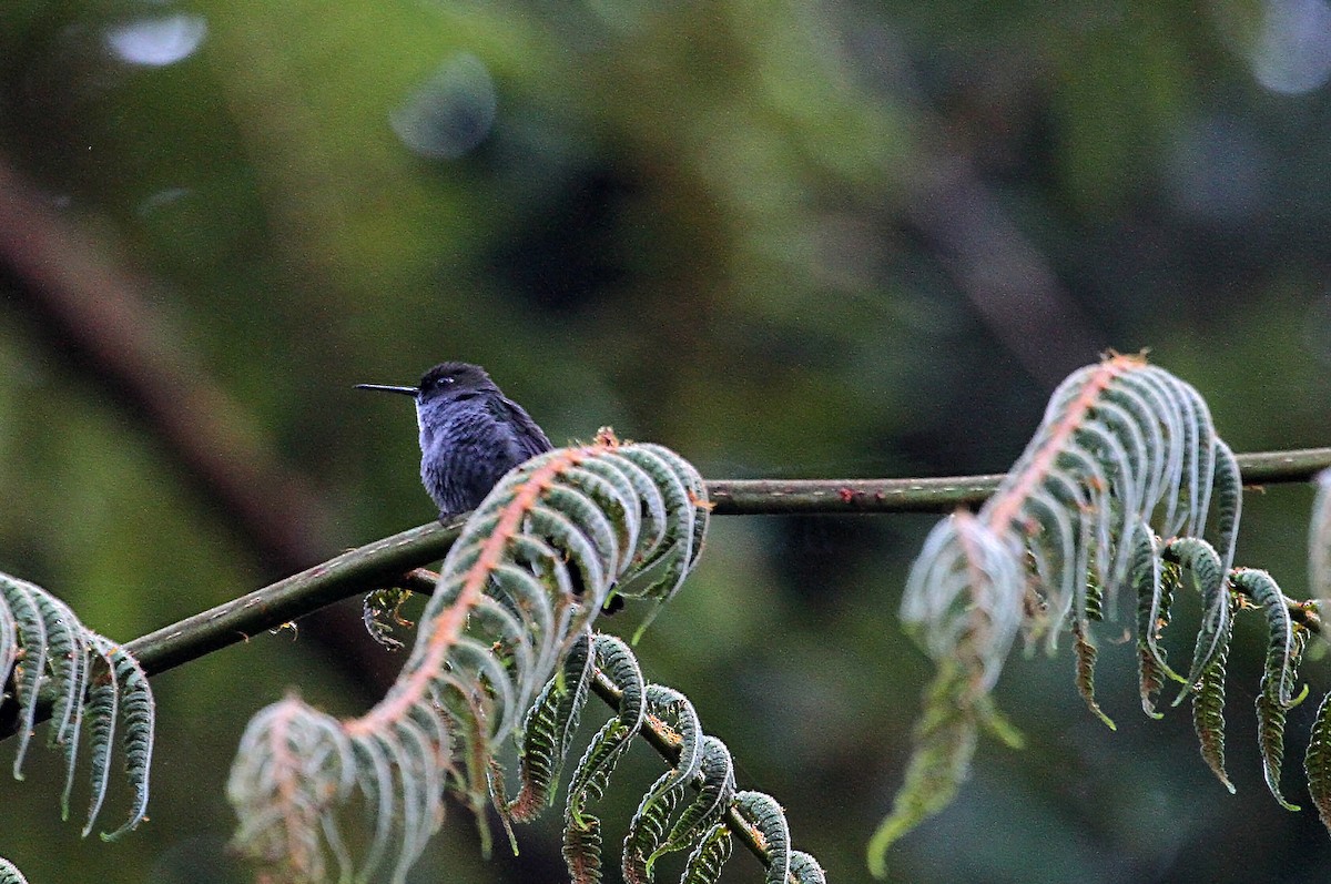 Hoary Puffleg - ML717930