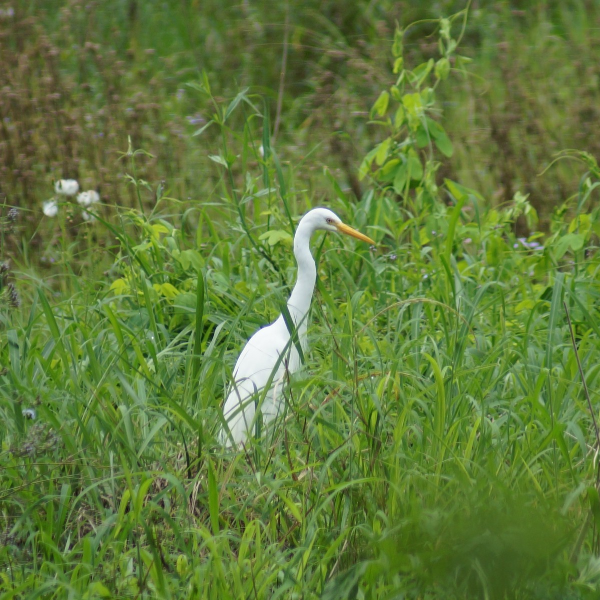 Plumed Egret - ML71793411