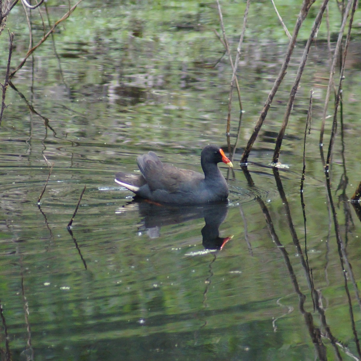 Dusky Moorhen - ML71793431