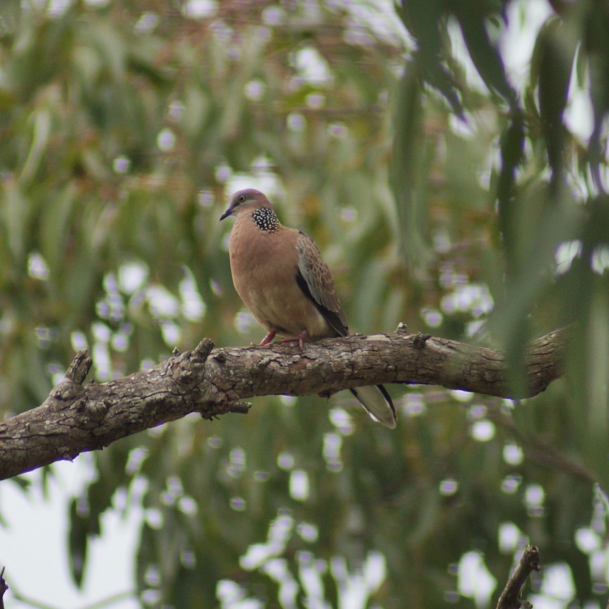 Spotted Dove - ML71793441