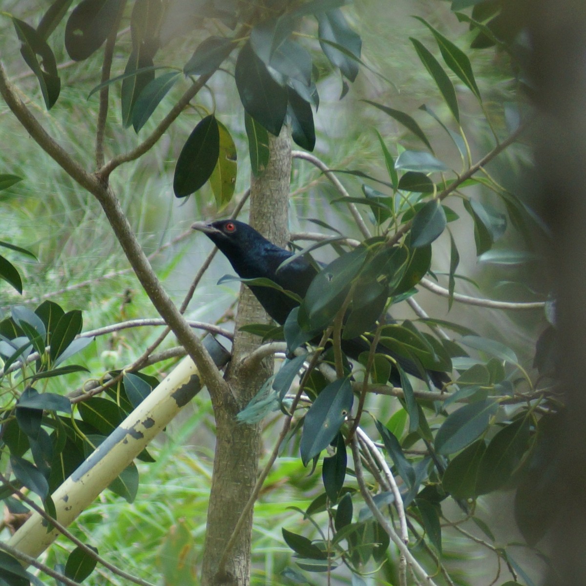 Pacific Koel - ML71793461