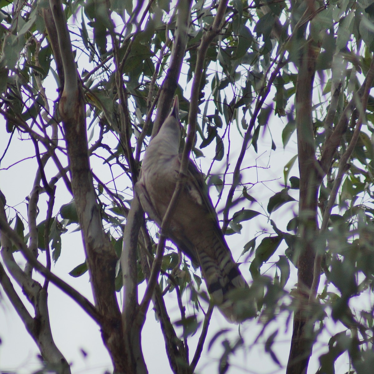 Channel-billed Cuckoo - ML71793561