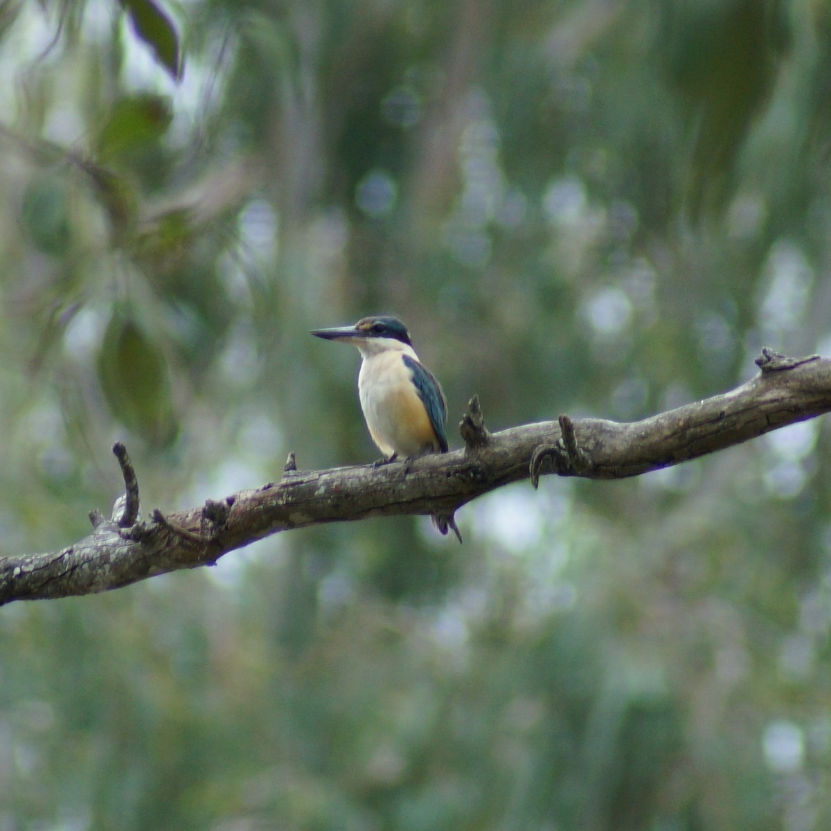 Sacred Kingfisher - ML71793571