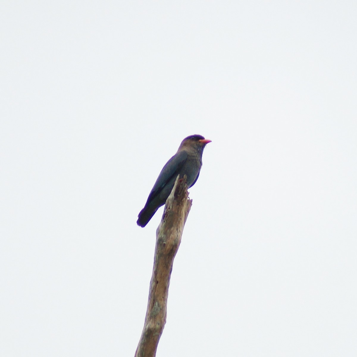 Dollarbird - ML71793581