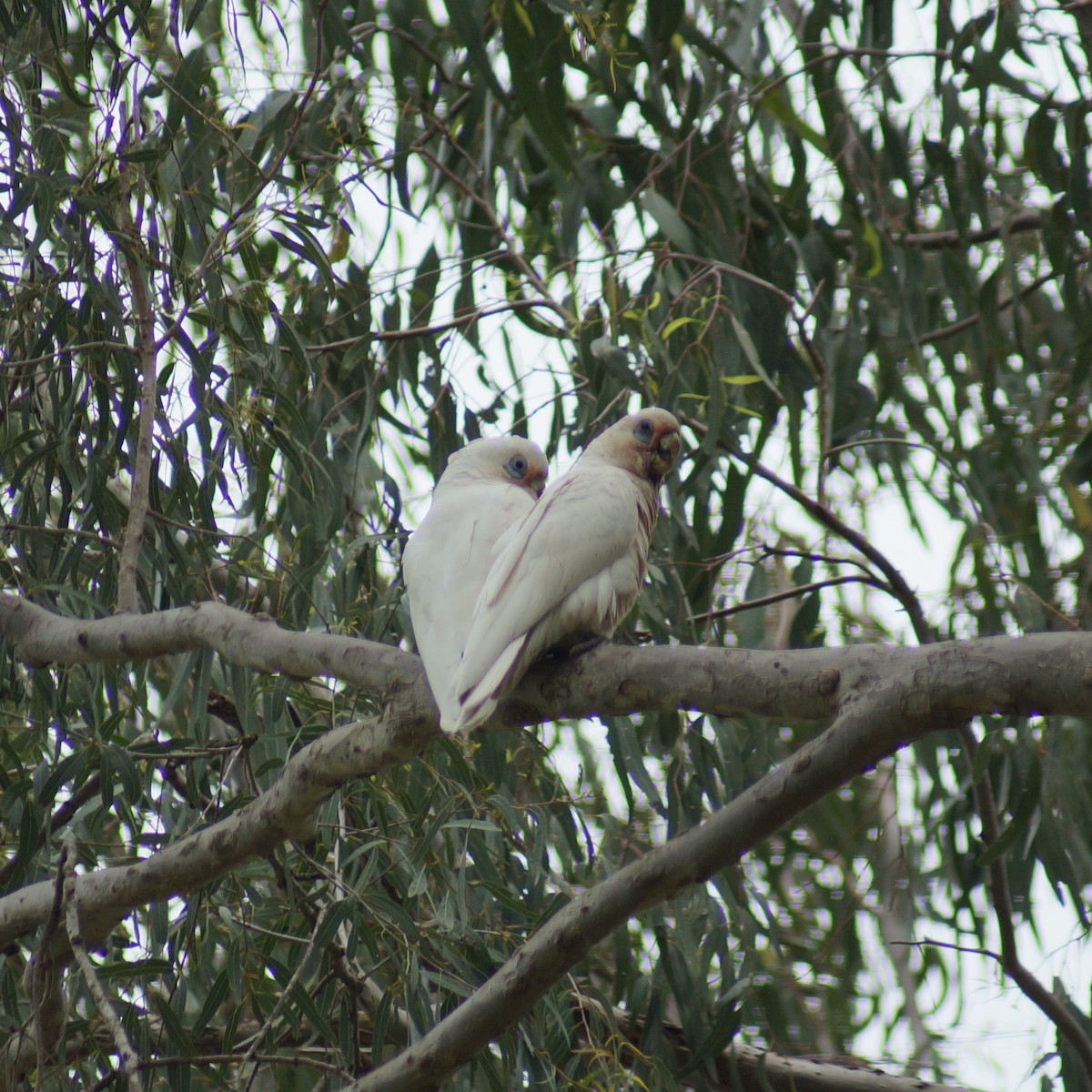 Cacatoès corella - ML71793591