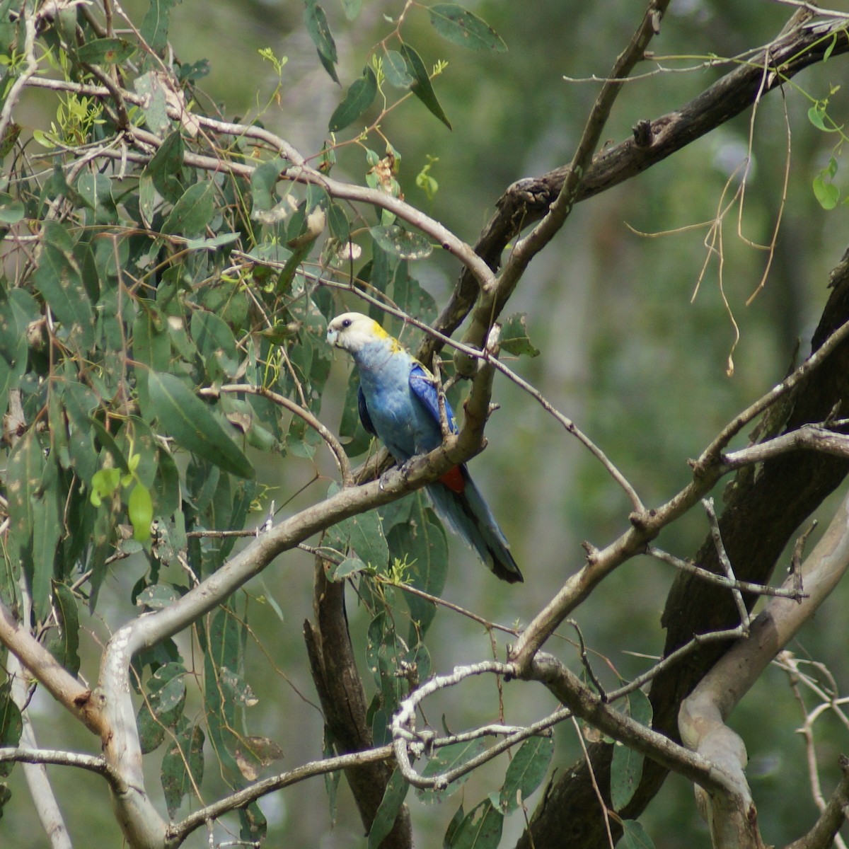 Pale-headed Rosella - ML71793611