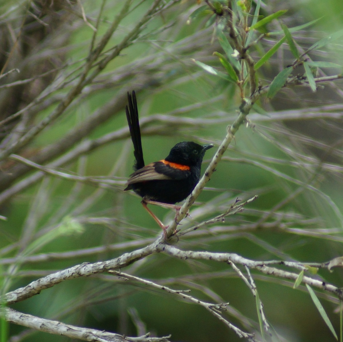 Red-backed Fairywren - ML71793621