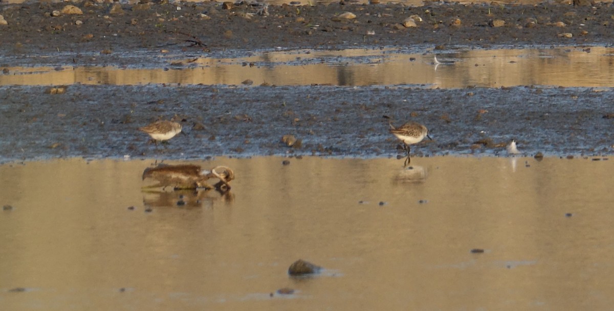 Western Sandpiper - ML71793741