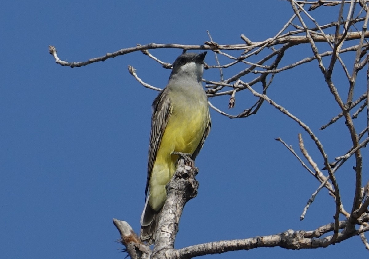 Cassin's Kingbird - ML71793801