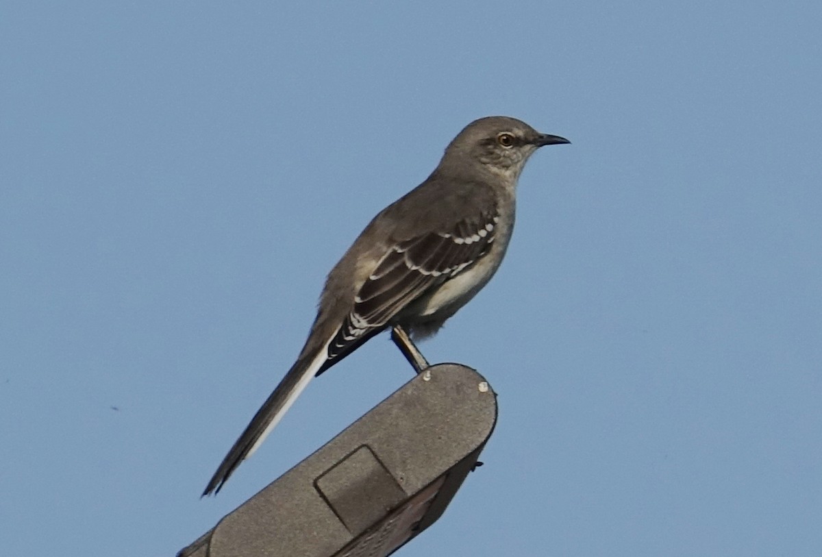 Northern Mockingbird - ML71793891