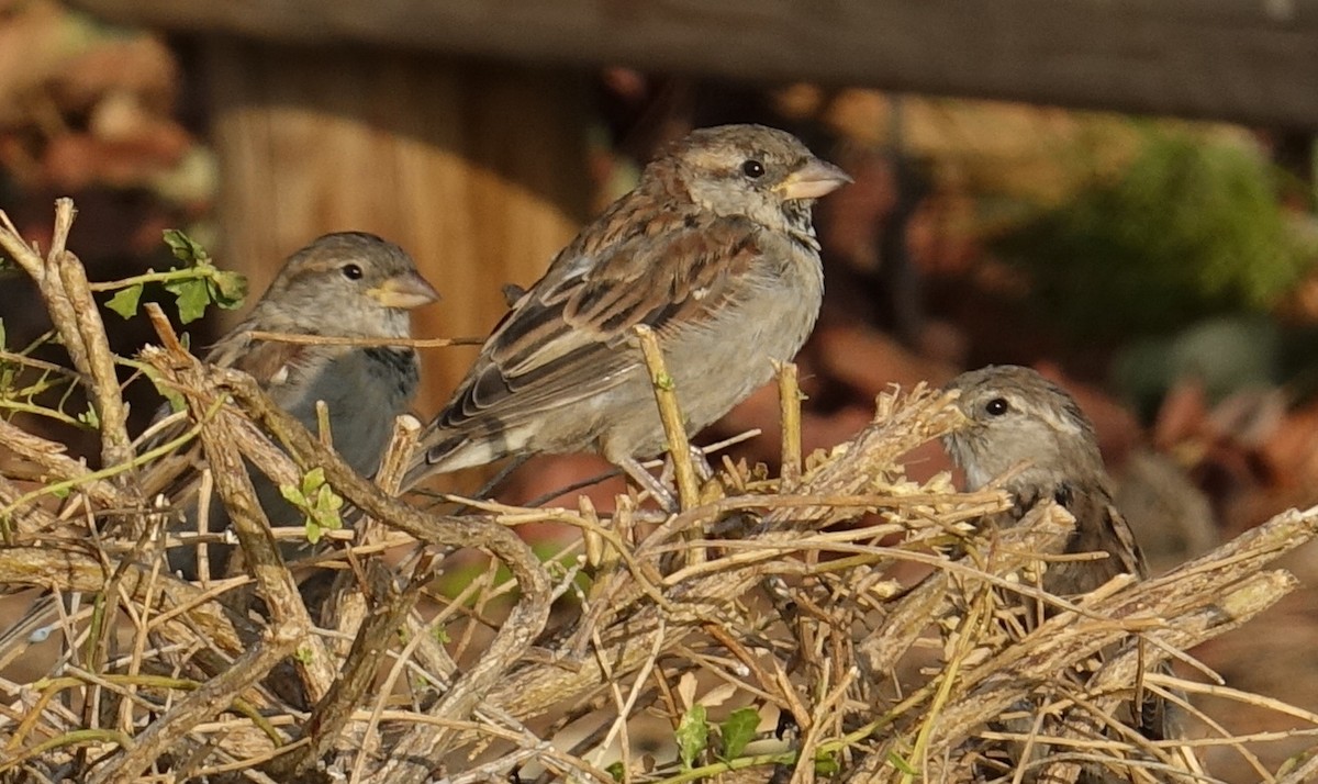 House Sparrow - ML71793911