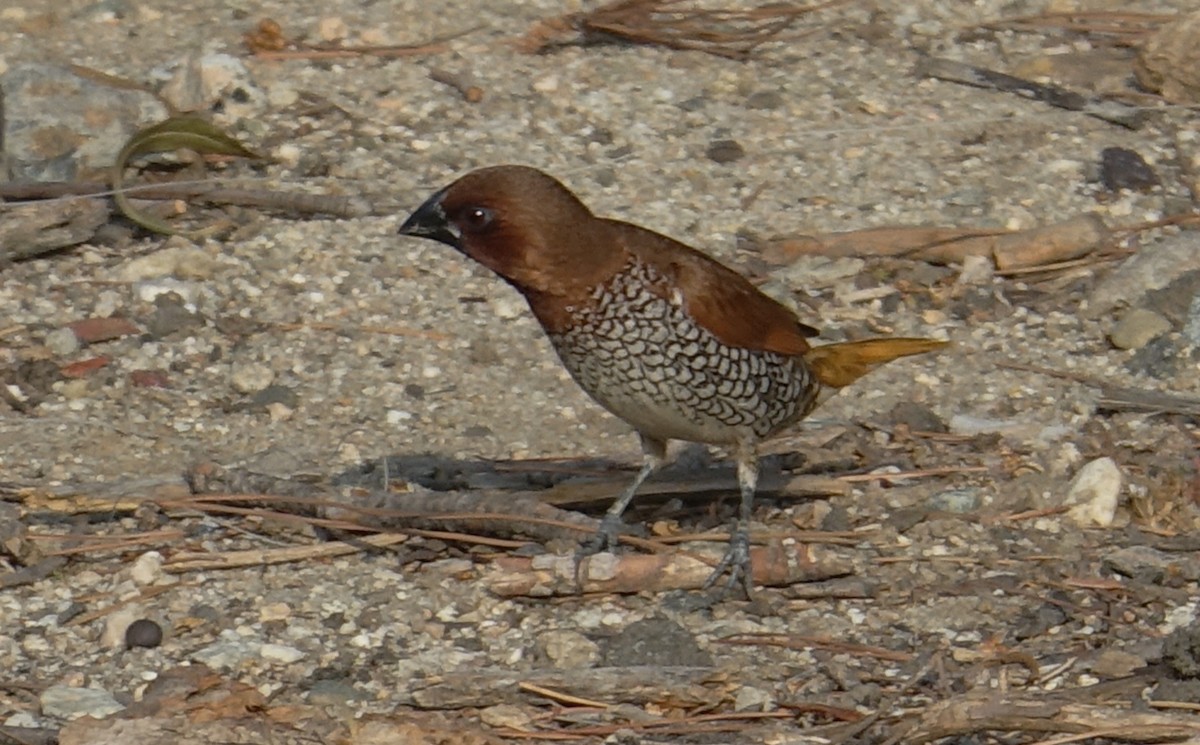 Scaly-breasted Munia - ML71793931