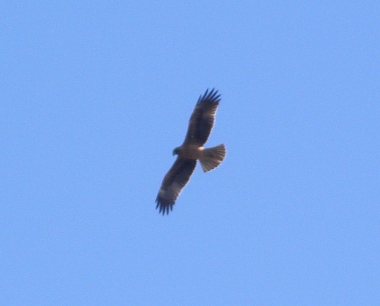 Águila Chica - ML71794151