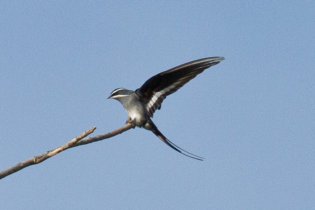 Moustached Treeswift - Eric VanderWerf