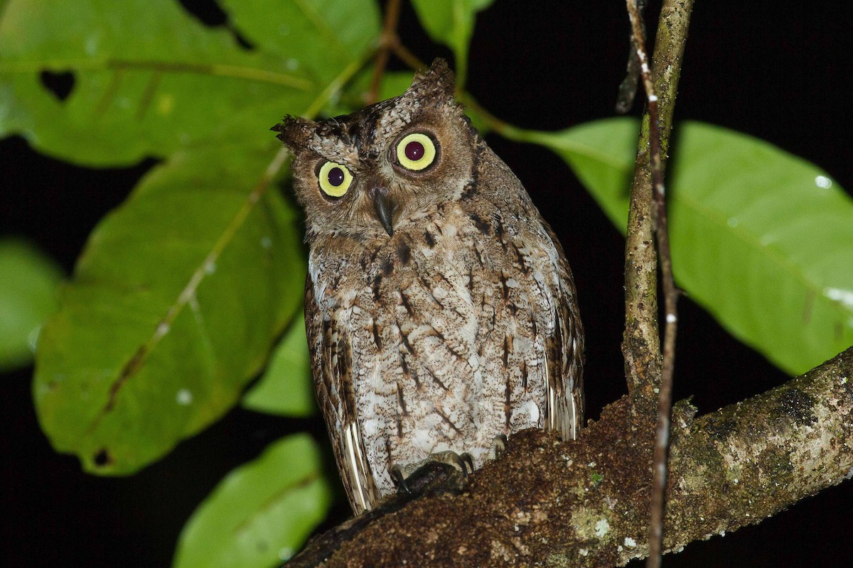 Moluccan Scops-Owl - ML71795061