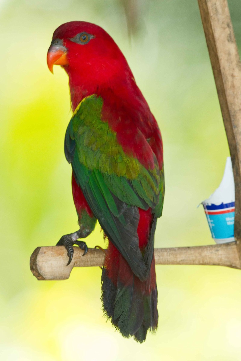 Chattering Lory - Eric VanderWerf