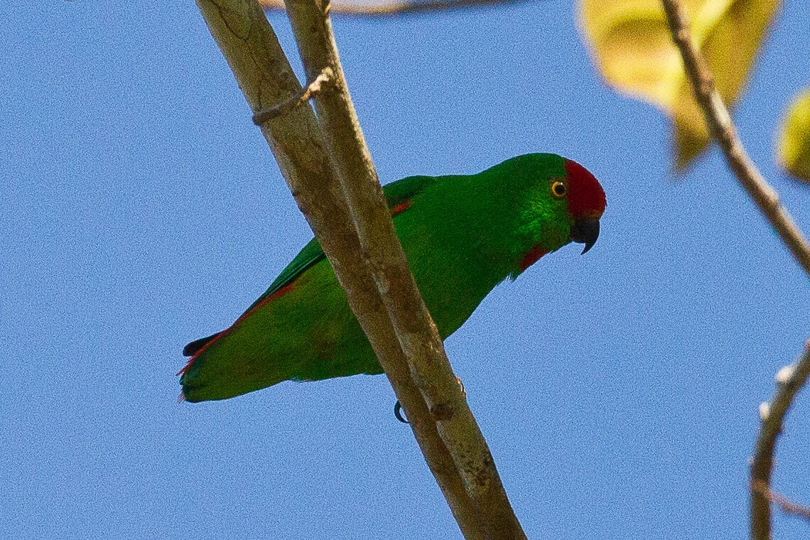 Moluccan Hanging-Parrot - Eric VanderWerf