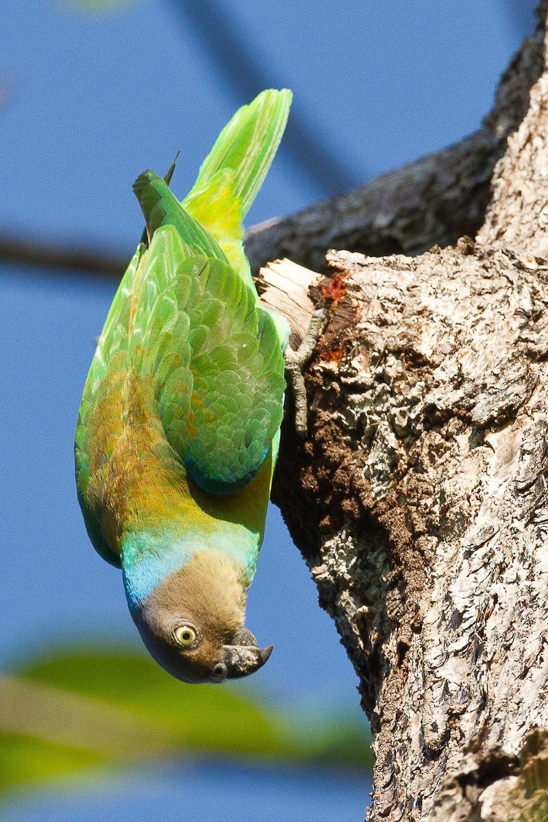 Red-cheeked Parrot - Eric VanderWerf