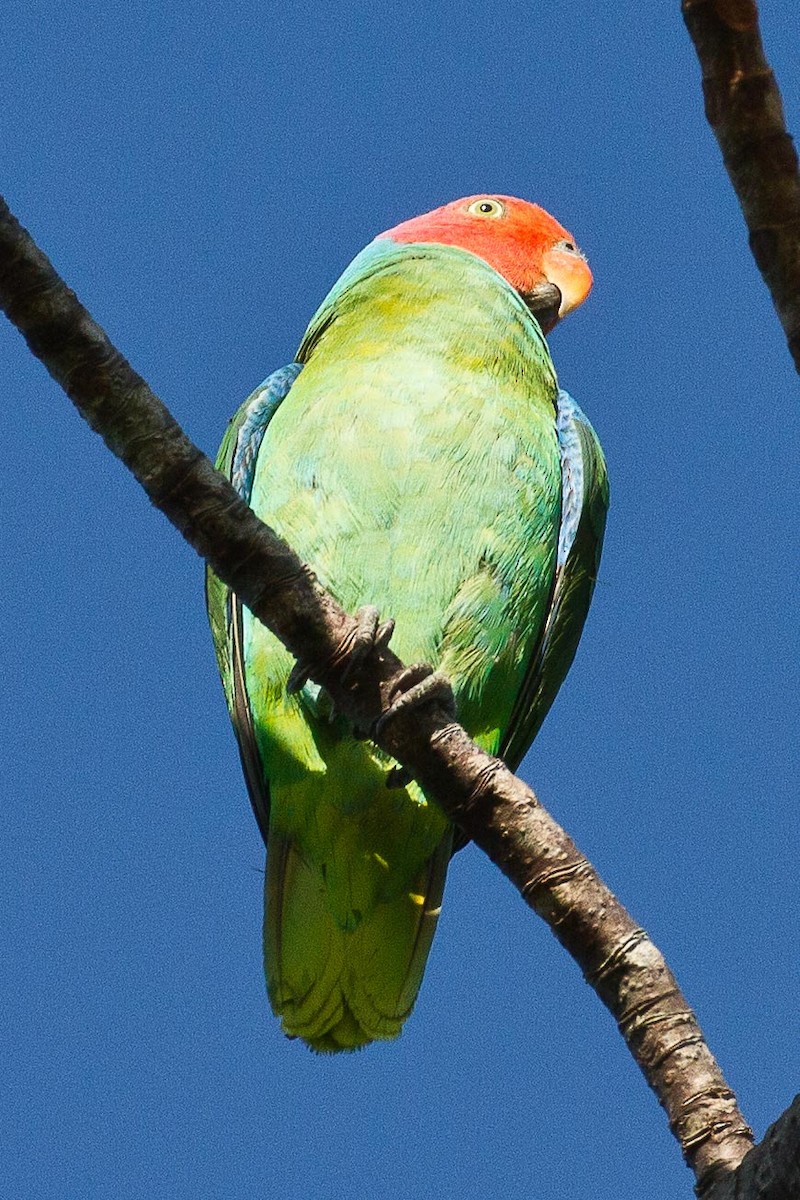 Red-cheeked Parrot - ML71795271
