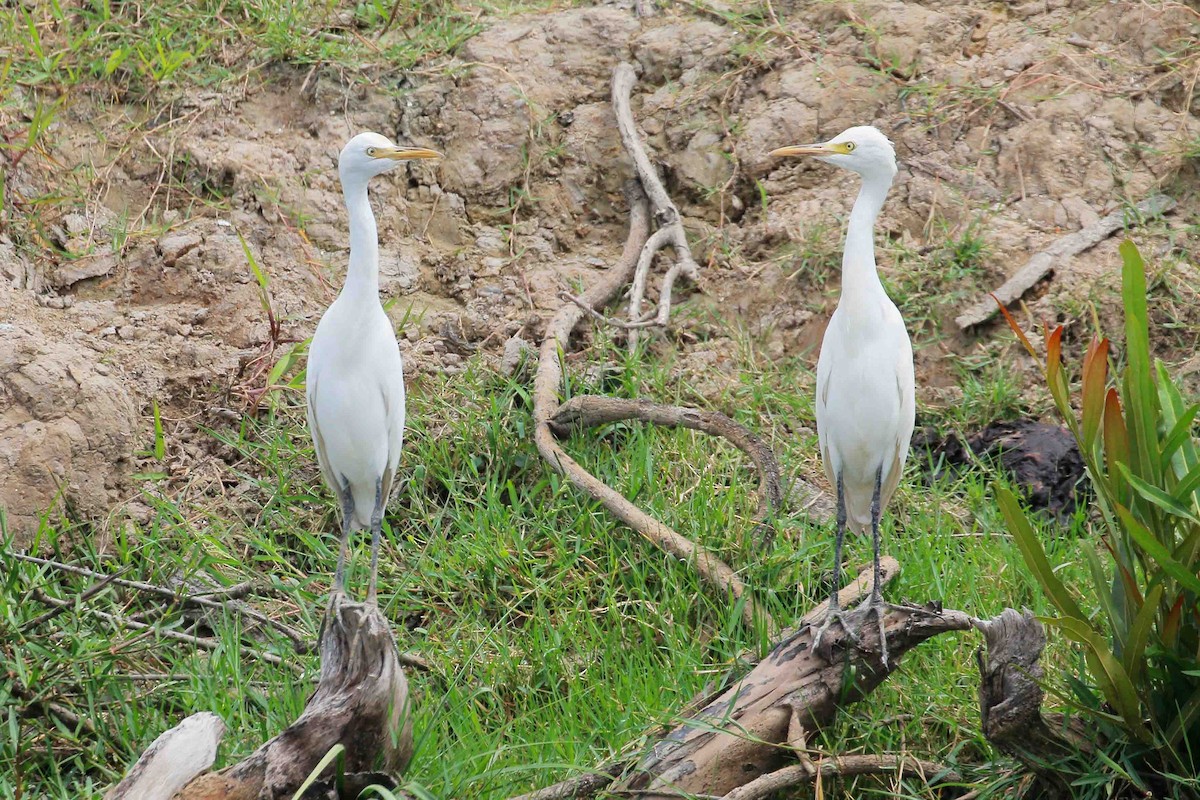 Eastern Cattle Egret - ML71795681