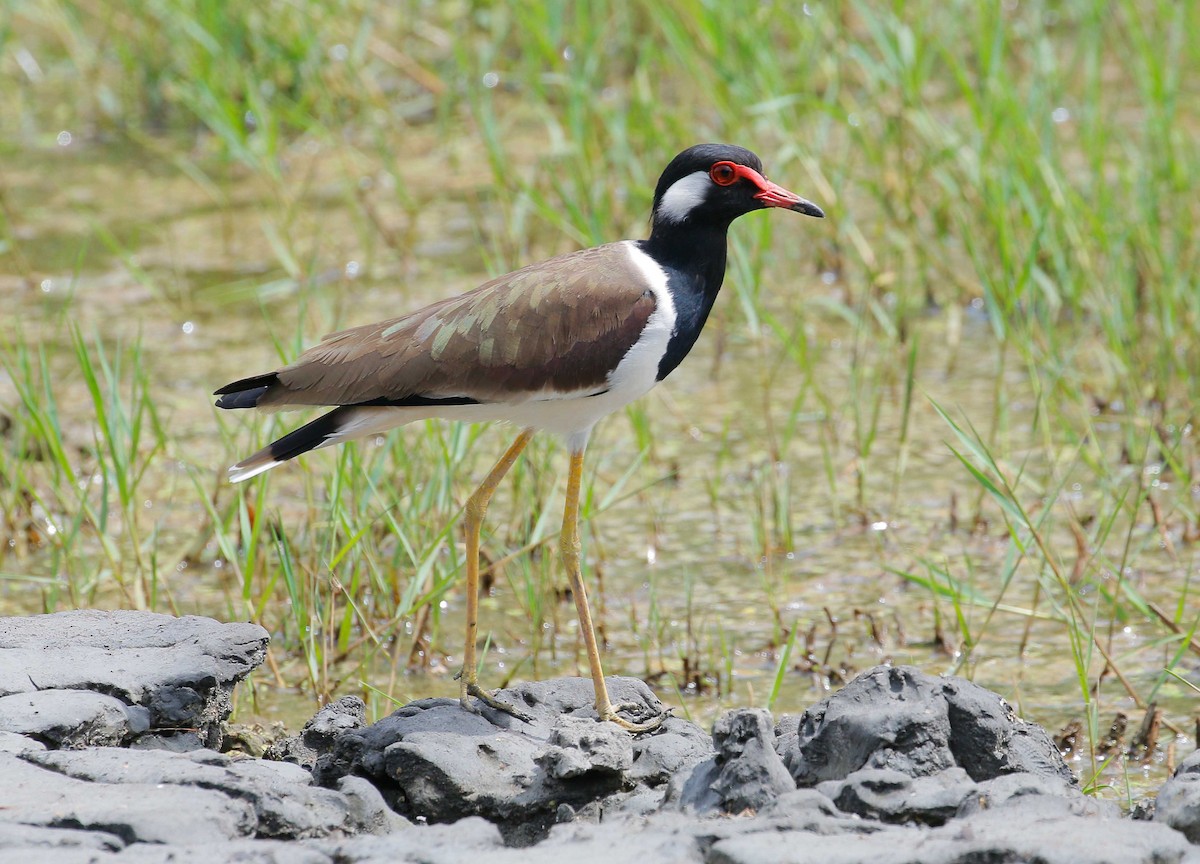 Red-wattled Lapwing - Neoh Hor Kee