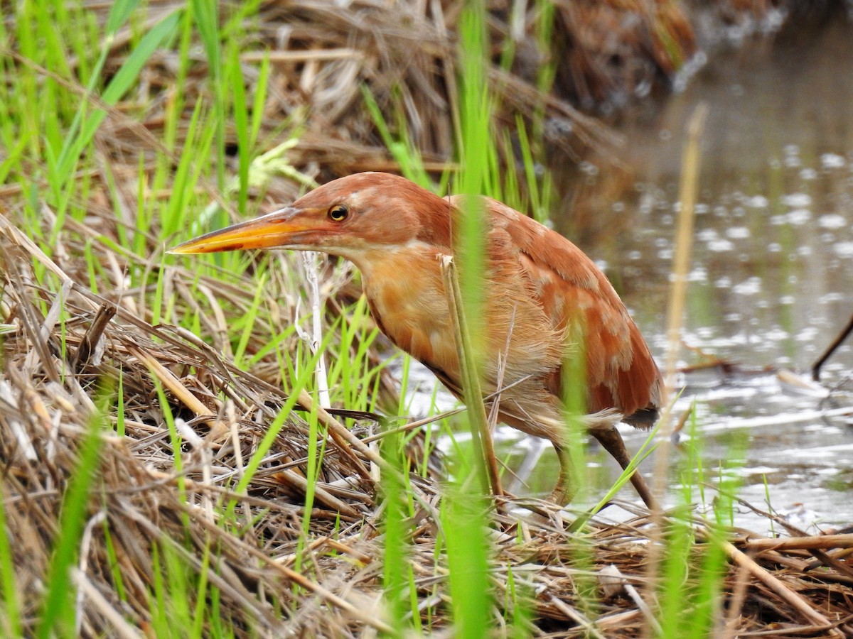 Cinnamon Bittern - ML71796141