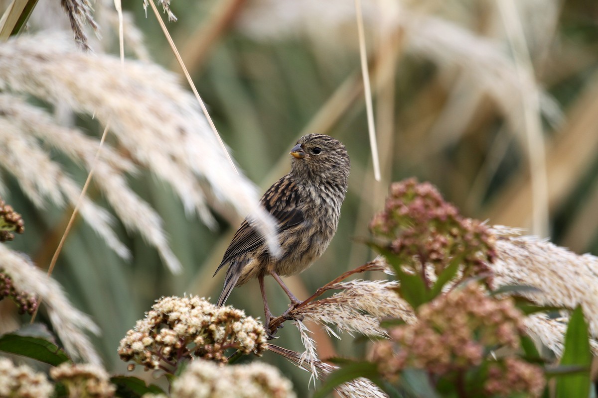 Plain-colored Seedeater - Eduardo Soler