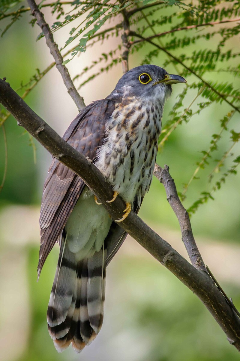 Malaysian Hawk-Cuckoo - ML71796801