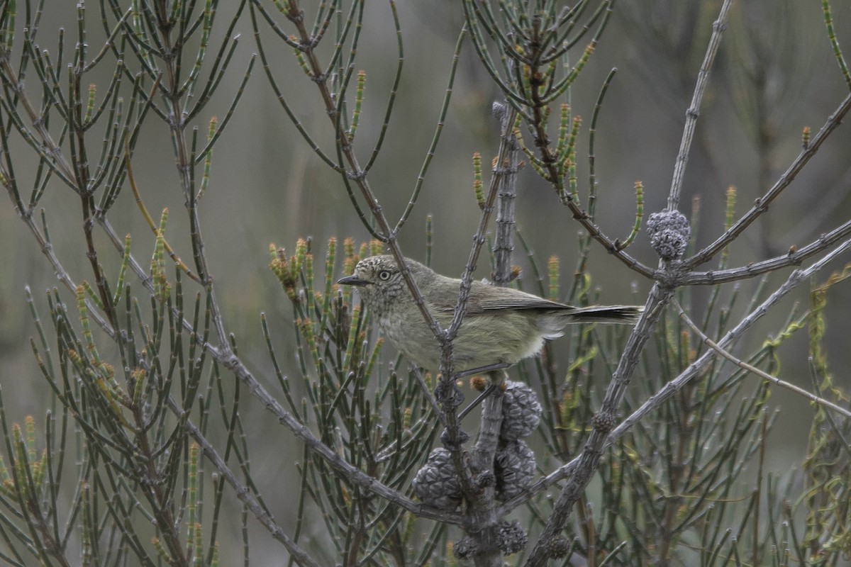 Slender-billed Thornbill - Adam Fry