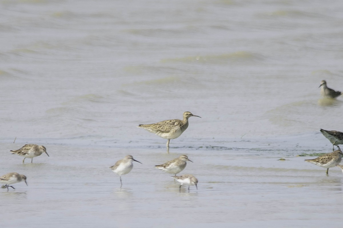 Little Curlew - ML71797901