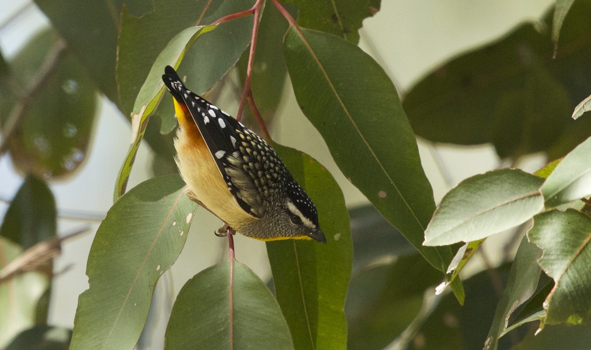 Spotted Pardalote (Spotted) - ML71798541