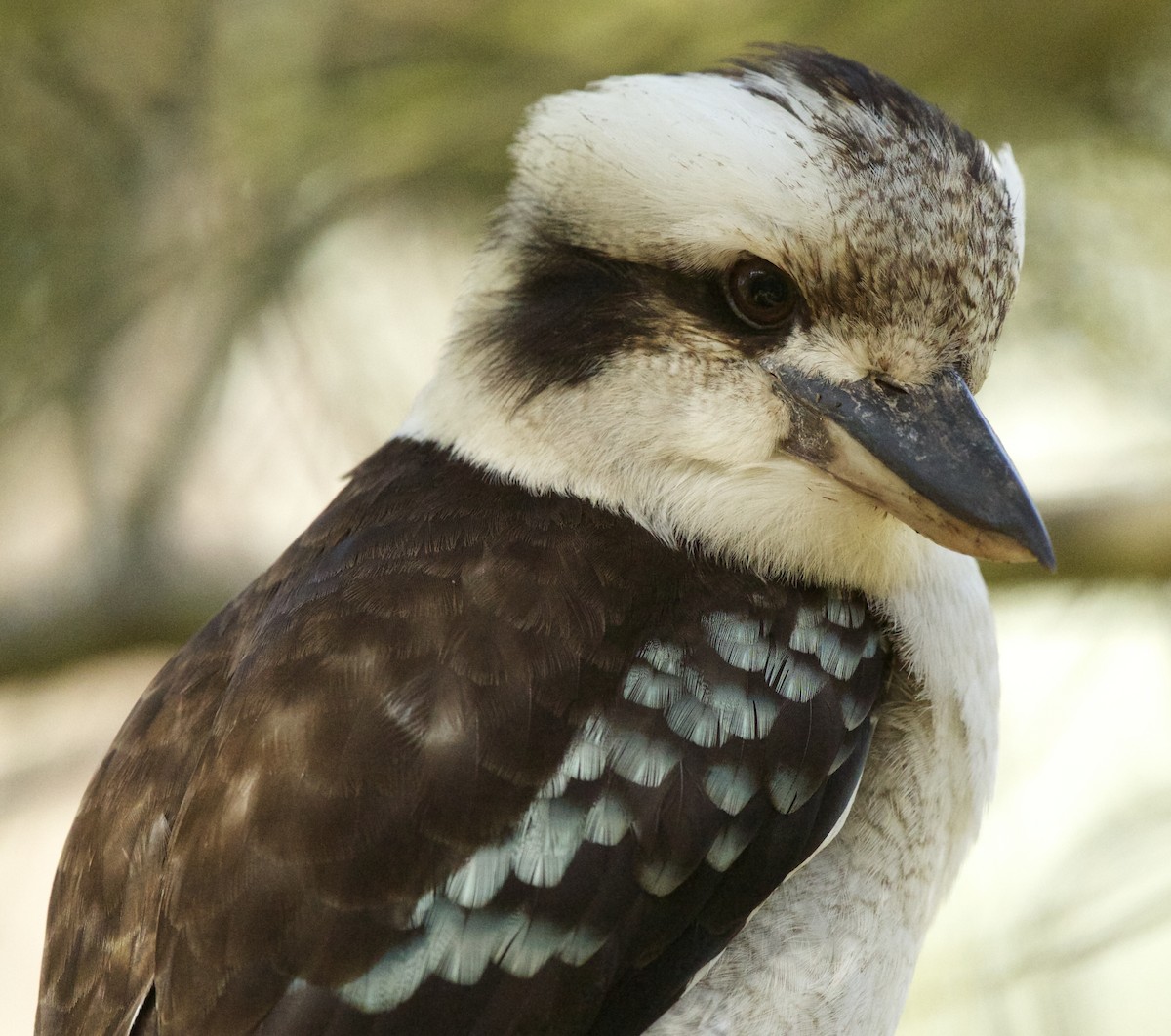 Laughing Kookaburra - David  Tytherleigh