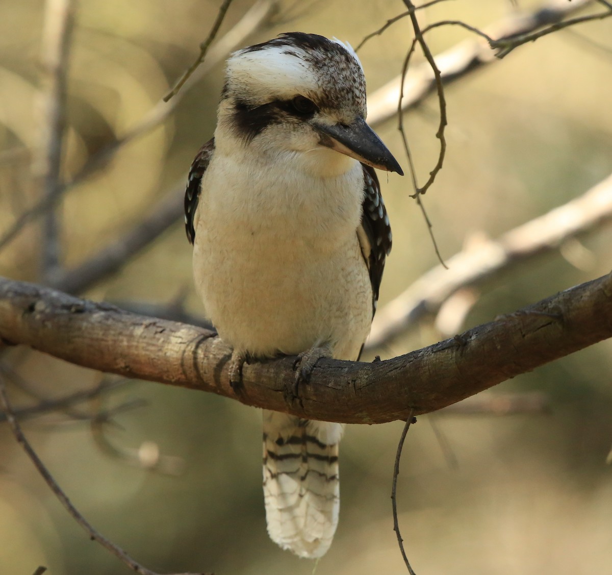 Laughing Kookaburra - David  Tytherleigh